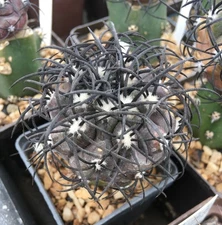 10 FRESH SEEDS, 33.2. Copiapoa griseoviolacea, JN 1273, Hacienda Nicolasa, At