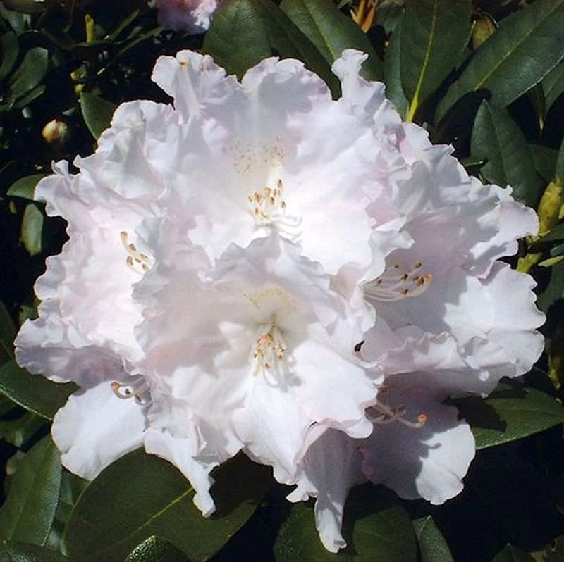 Rhododendron Stamm online kaufen | eBay.de