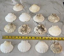 Lot 14 Scallop Nautical Dish Beach Craft Sea Shell 4" each large shells