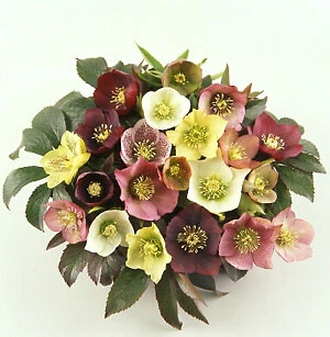 Helleborus orientalis Hybrids     100 seeds