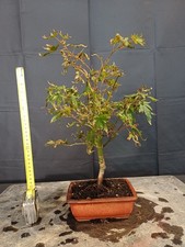 Bonsai Di Acero Palmato