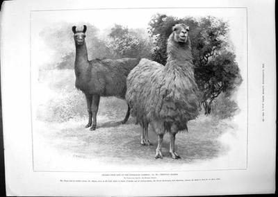 Alte peruanische Lamas Zoo Studie Damen maßgeschneidertes Kleid einfach elegant 18 viktorianisch