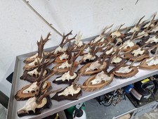 Aus J&auml;ger Nachlass - 110 interessante Rehgeh&ouml;rne auf edlen Holzbrettchen