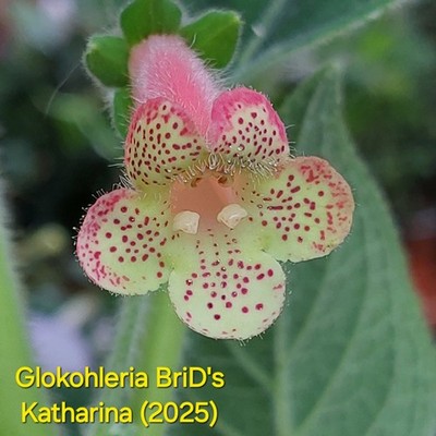 Glokohleria BriD's Katharina - Rhizom , RAR, Gesnerie