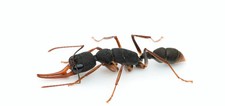 Harpegnathos venator colony 10W-20W Included Nest - Feeder Insect