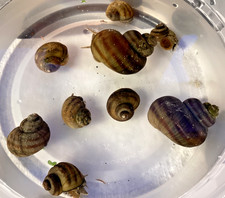 10 Mystery Snails Asian Ringed Apple Snail Freshwater Snails No Baby Snails Pond