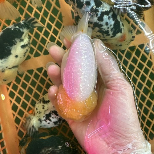 Ranchu Goldfish 5 Inch Live Fish eBay