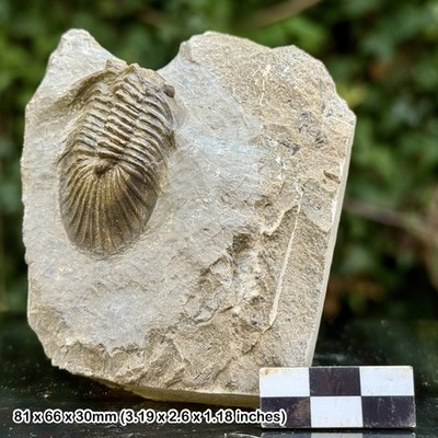 Scutellum A Grade Fossil Trilobite Lower Devonian Ofaten Morocco Genuine