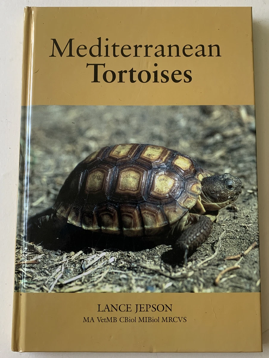 Mediterranean tortoise for sale sale