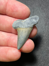 Dente fossile di squalo bianco estinto Hastalis multicolore 1,63" Charleston, SC