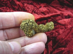 PP280-240) 1-1/2 Genuine Fossil TURTLE POOP Coprolite Madagascar DUNG WEIRD GIFT | eBay