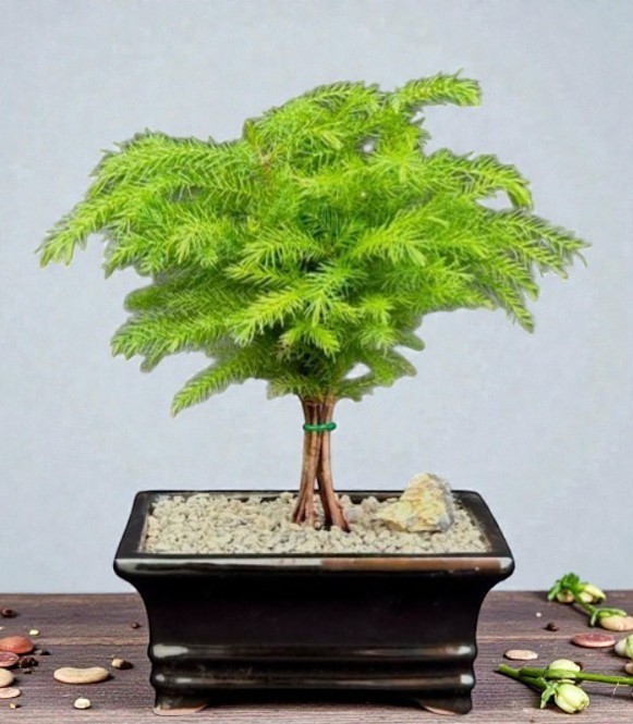 bonsai acer Acer Campestre 'Bonsai Maple' Seeds  D&H Seed Harvest Co