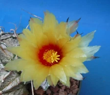 Astrophytum capricorne Cactus SIX (6) Plants Great Spines/Colors Nice 6" Pot  