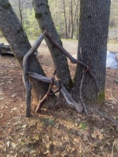 All-Natural Manzanita, Set of 5 Large branches for Reptile Tanks or Birdcages