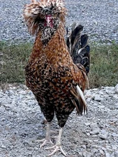 Big hair & Bellbottoms Fancy polish & silkies & more ChickenHatching Eggs 6 Eggs