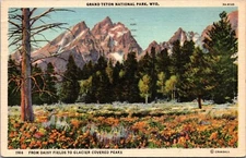 Daisy Fields Glacier Covered Peaks Postcard 1947 Yellowstone Park Wyoming K25