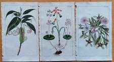Lote de 3 impresiones de flores (S) - Grabados originales Wilhelm Botany - 1800