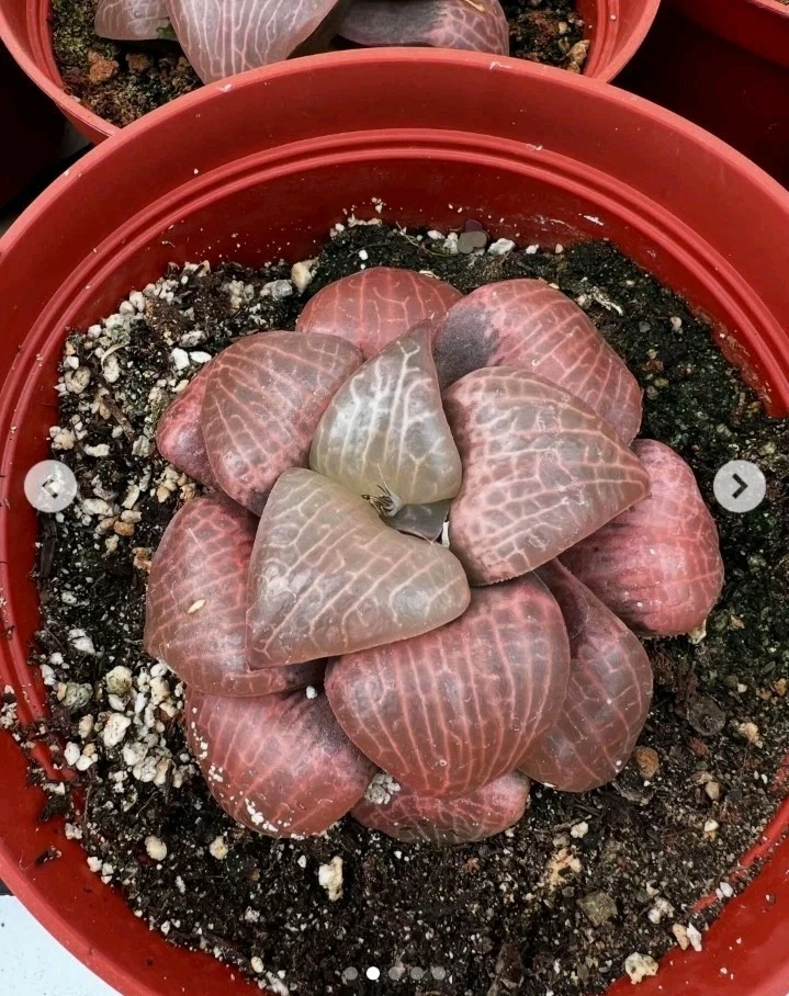 Haworthia crystal window nice Succulent plant 0
Opens in a new window or tab