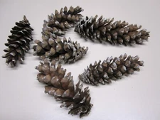 Pine Cones, White Pine, 100 count (great for crafts)