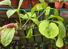 4 x Horseradish Plants posted bare root | Hardy Perennial