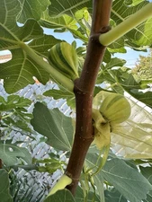 Fig Tree Cutting 3 Col de Dame Rimada Healthy, Hardy, 6”+, 3 Buds Each