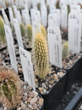 Weberbauerocereus albus (RH 5562a) (cactus - succulent - plant)