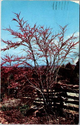 #ad Postcard NATURE SCENE Monett Missouri MO d 20 AL8791 $2.49