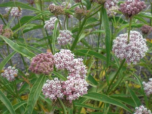Asclepias Fascicularis Narrowleaf Milkweed 10 Seeds Free Ship Ebay