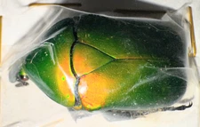 Cetoniinae Torynorrhina chantrainei A1 PINKISH MorF from MYANMAR #0183B