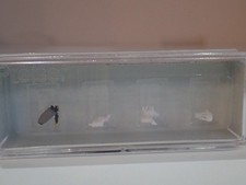 Preiser Schäfer Schafe Tier Bauer Hund  88577 Spur Z OVP 1:220