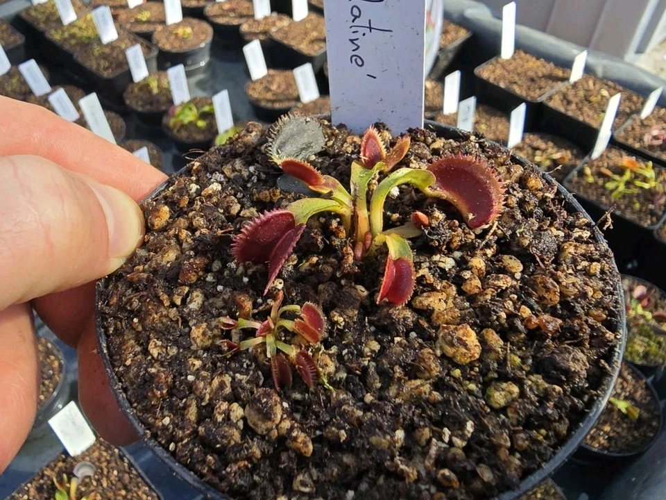 Dionaea muscipula 'Scarlatine', fleischfressende Pflanzen, Venusfliegenfalle - Bild 1 von 1