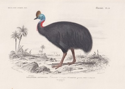 Casuarius Cassuary Emus Australia birds bird birds steel engraving Orbigny 1861