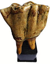 Großer,fossiler Backenzahn /8 cm Coelodonta Antiquus Quartär Pleistozän Eiszeit
