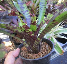 BUY 4 SAVE 20% BROMELIAD Neoregelia BLUEBERRY TIGER Offset -Vinzant Hybrid