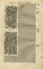 Antique Print-Botany-Oak-Cork Oak-Mattioli-p. 141-Anonymous-1572
