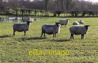 Foto 6x4 Schaf, Kilmore Dunwish wie die Wolken, macht jedes Schaf h c2009