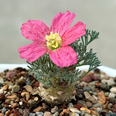Cactus Succulent Plant Monsonia peniculina Beautiful Home Garden Plant 1-1.5cm