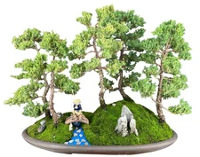 Juniper Bonsai Tree -Five Tree Forest Group 18"H Outdoor Juniper Procumbens Nana