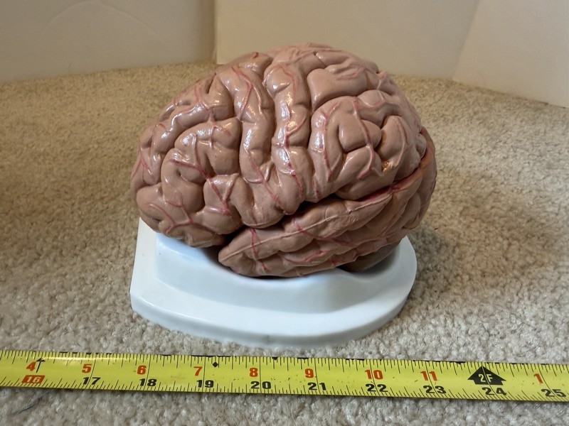 Human Brain Multi-Part Anatomical Model, Educational Medical Teaching Aid
