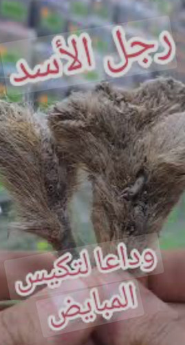 Alchemilla vulgaris 50 gram عشبة رجل الاسد عباءة السيدة natural - Picture 7 of 7
