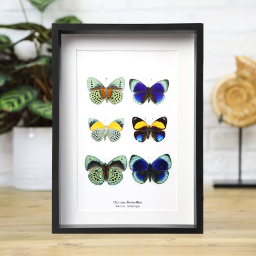 Cadre papillon taxidermie collection glorious papillons entomologie artisanale - Photo 1/3