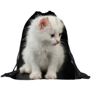 kitten gym