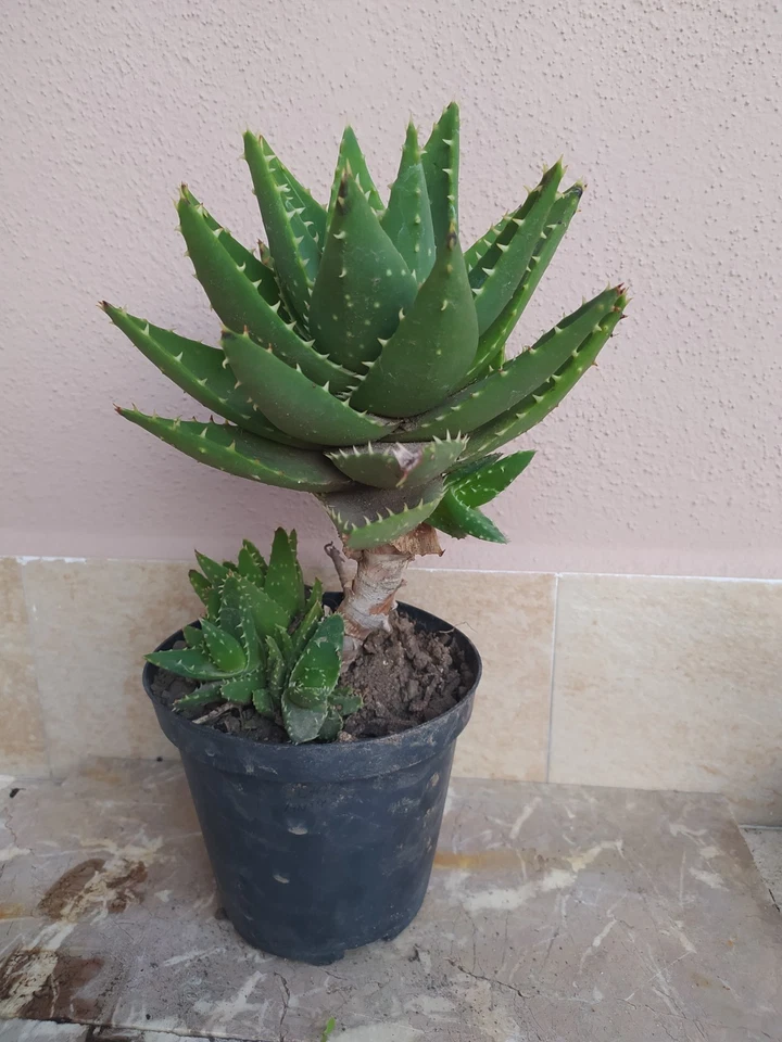 Aloe Brevifolia, Cactus, Succulenta, Pianta Grassa - Immagine 2 di 4