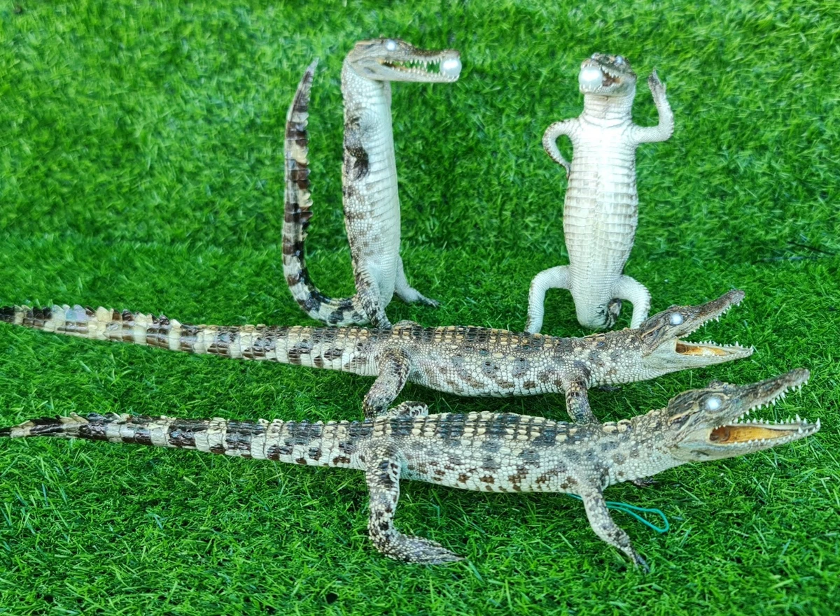 Real stuffed sales baby alligator