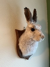 Taxidermy Mountain Hare Mask.This Is Not A Protected Species