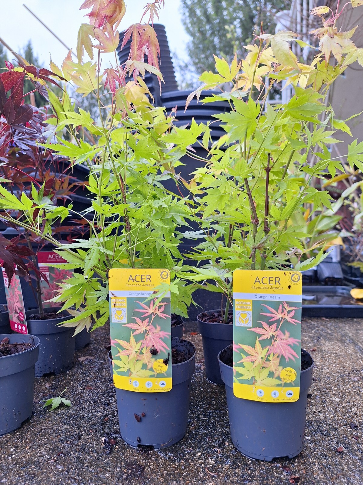 Acer Palmatum Orange Dream Arbre de Collection au Feuillage Lumineux Ciselé
