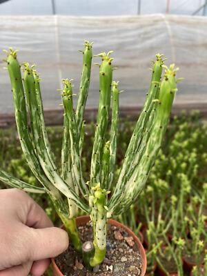 Succulent  Plant Euphorbia alluaudii subsp. oncoclada  Variegated  
