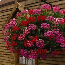 T&M Geranium 'Balcon Mix' Half-hardy Perennial Pre-Planted Rattan Hanging Basket