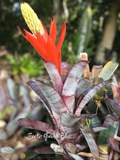 Hard to Find Aechmea nudicaulis var. aequalis – Rare Exotic Bromeliad Offset
