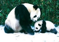 Panda Bear Card - P191 on sale Panda Bear Card - P191 on sale